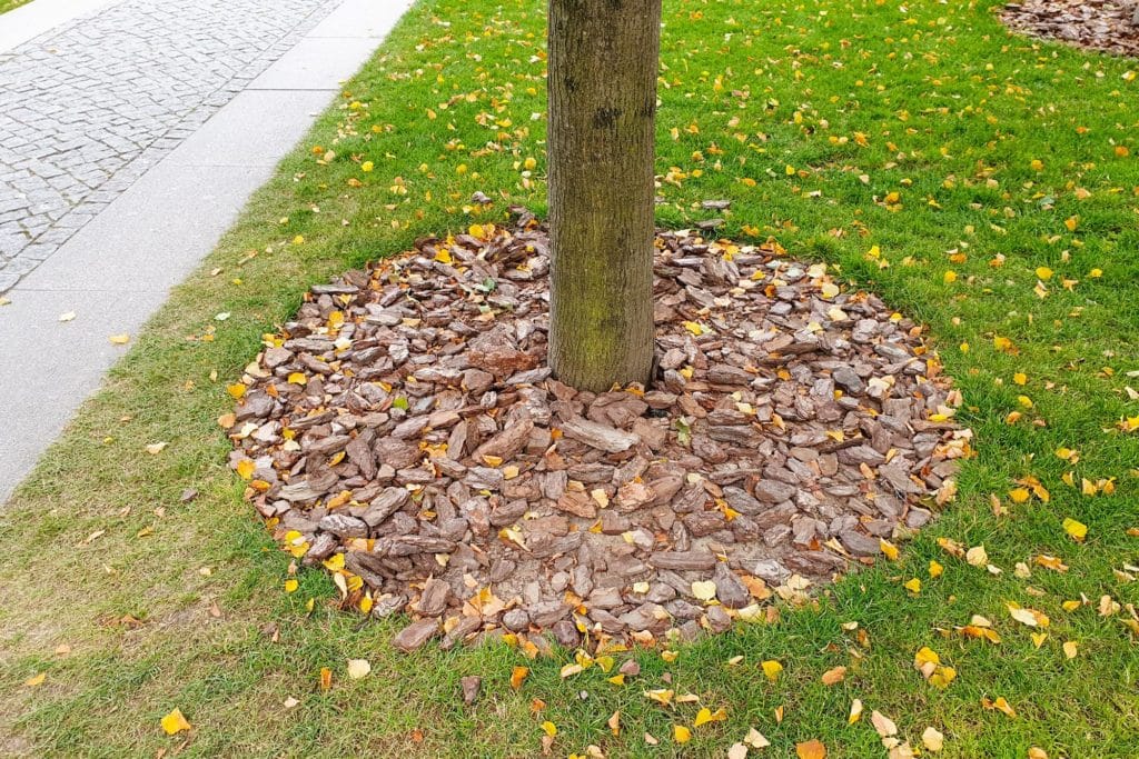 Soil Covers The Tree Wood