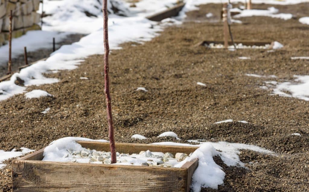 Spring Tree Ground Snow