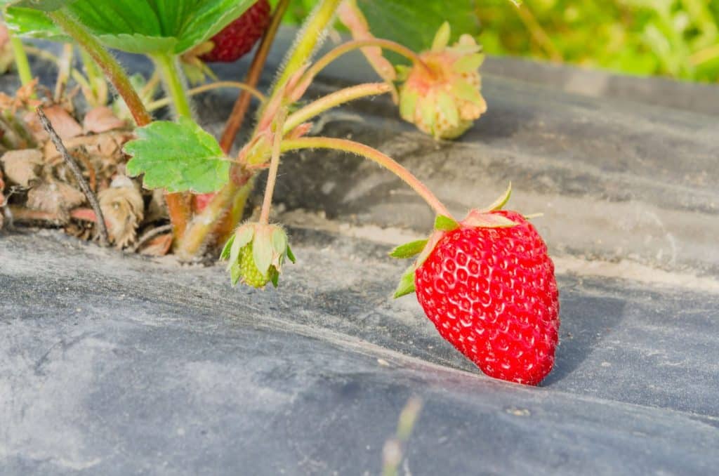 Strawberry Garden Red