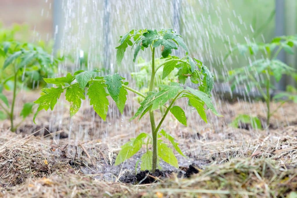 Tomato In Grounds Green