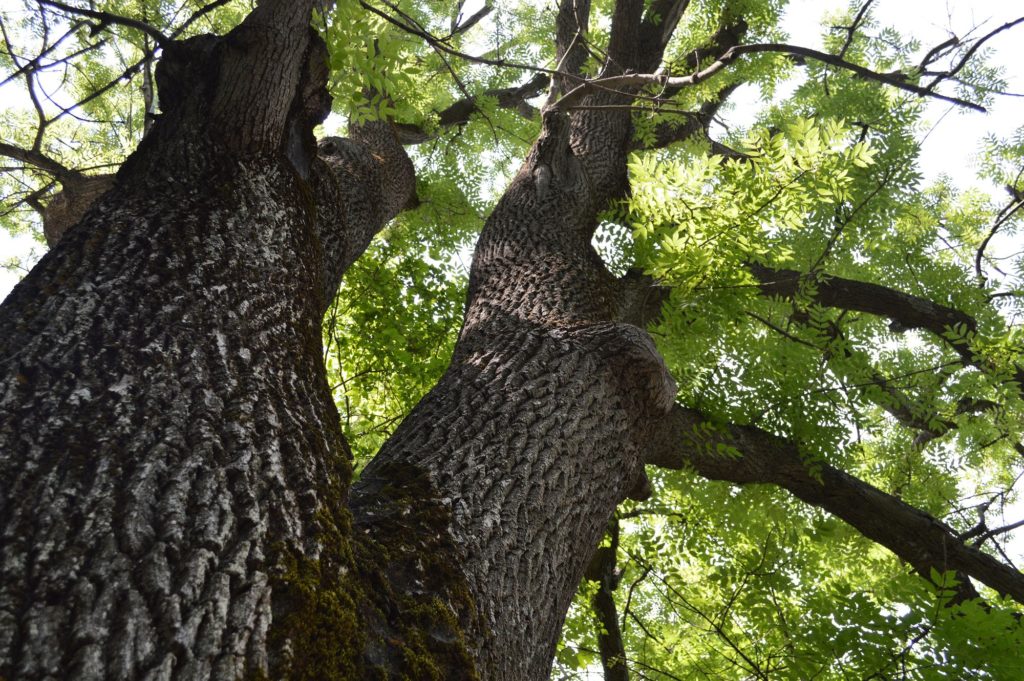 Types Of Wood Ash Tree