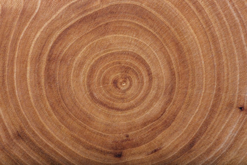 Types Of Wood Ash Tree Slice