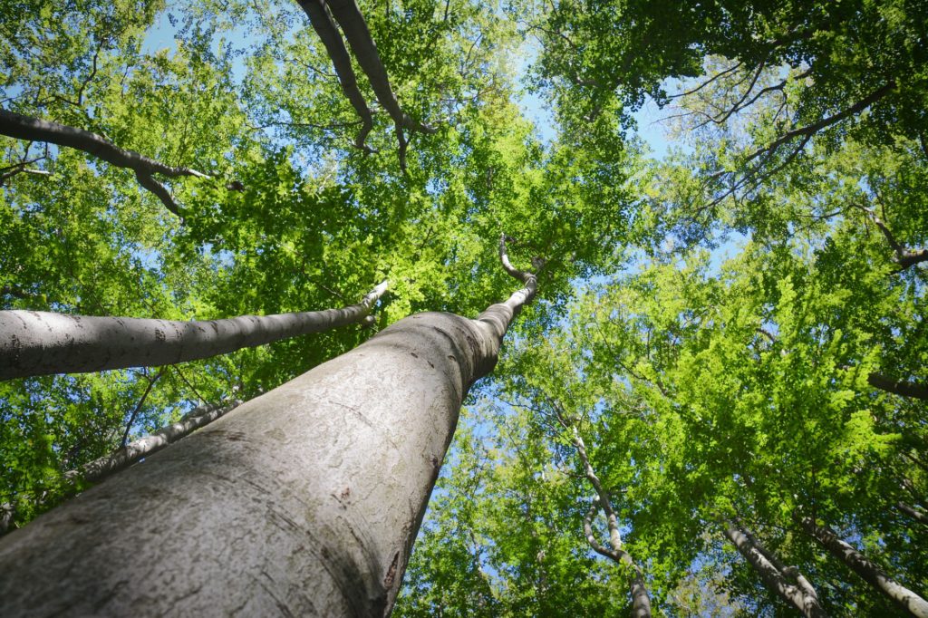 Types Of Wood Beech Tree