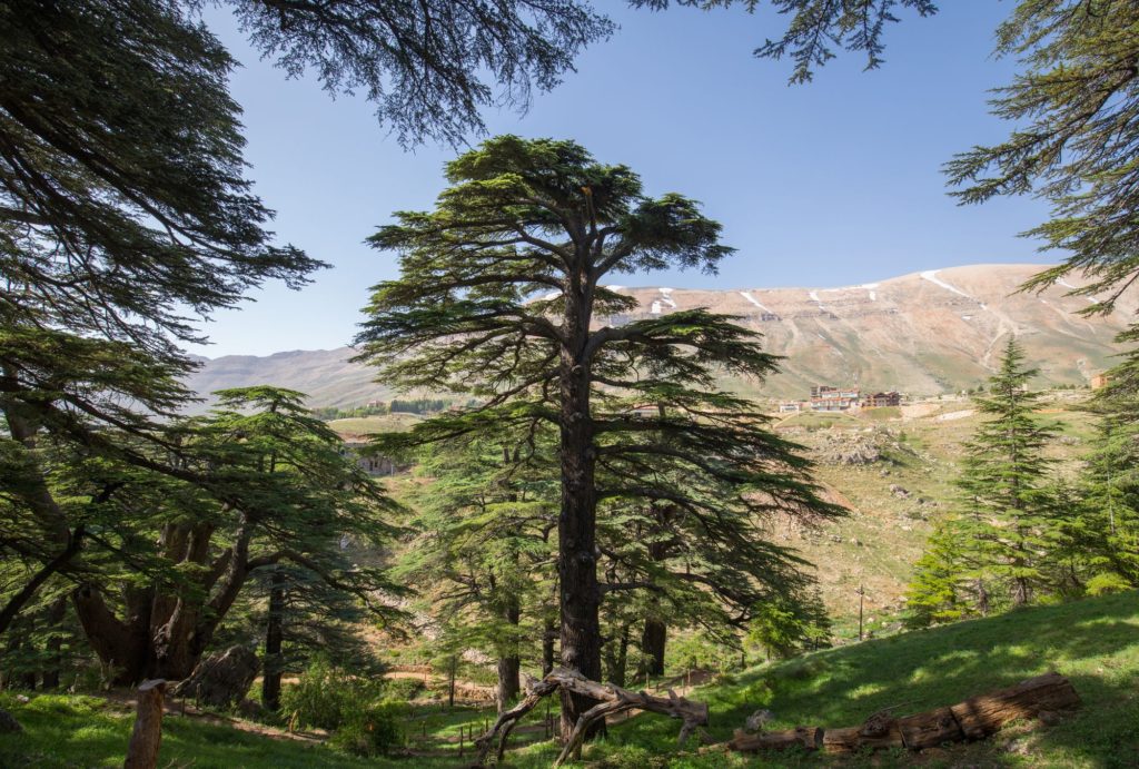 Types Of Wood Cedar Tree Forest