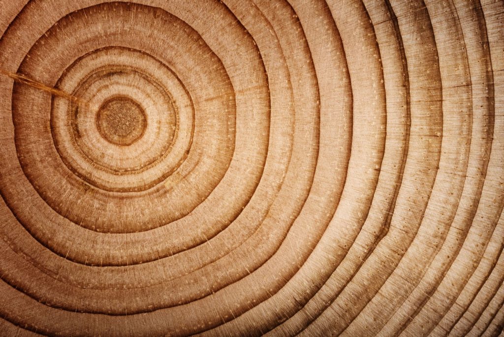Types Of Wood Cedar Trunk Old