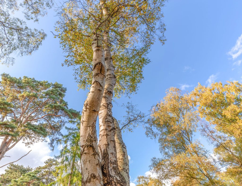 Types Of Wood Common Birch Tree