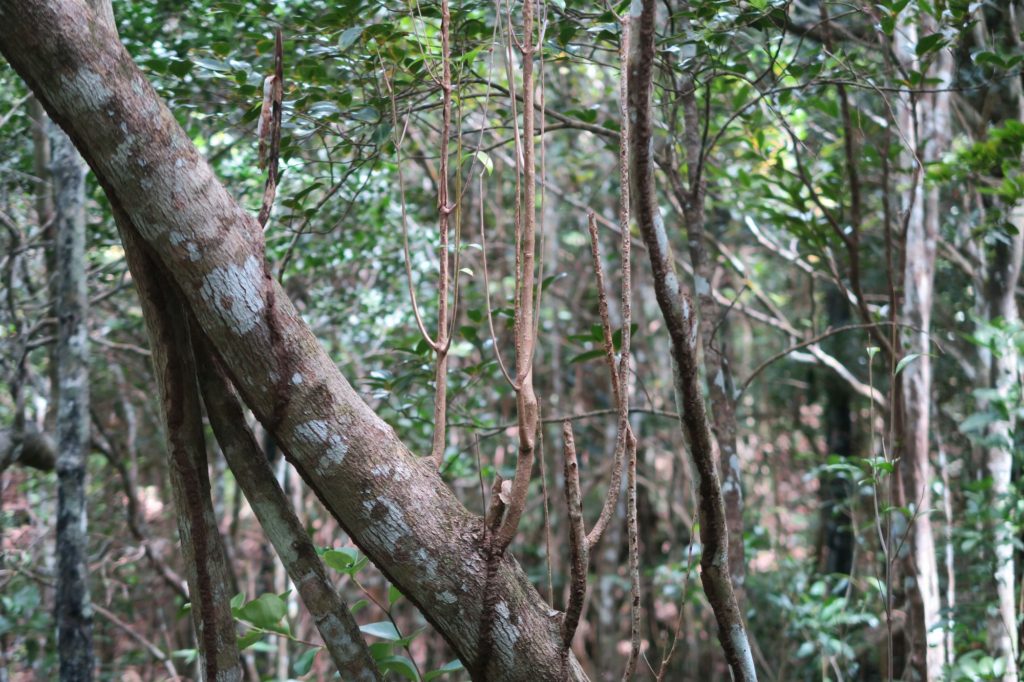 Types Of Wood Ebony Tree