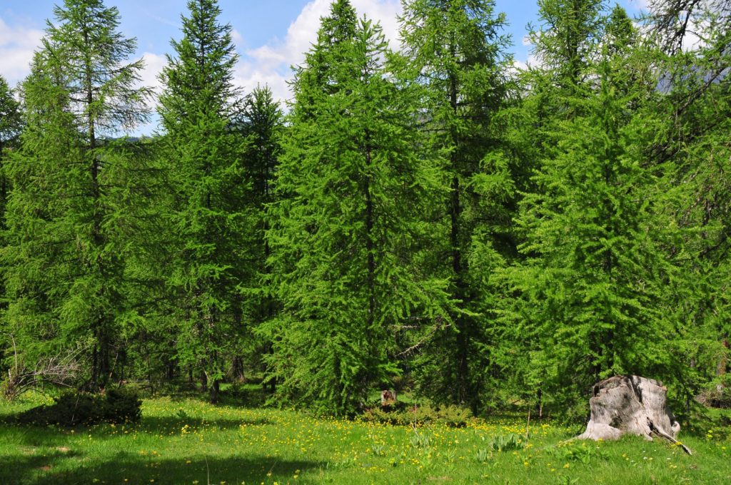 Types Of Wood Larch Trees
