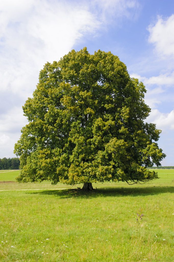 Types Of Wood Linden Tree