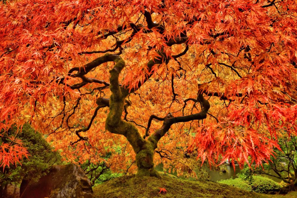 Types Of Wood Maple Tree
