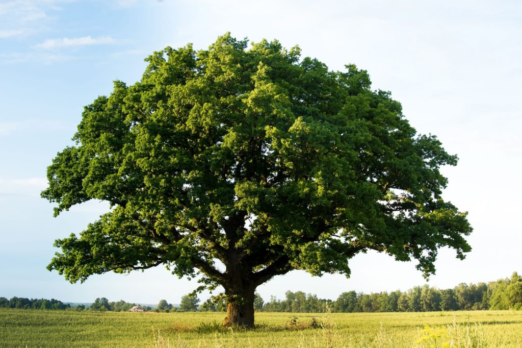 Types Of Wood Oak Tree
