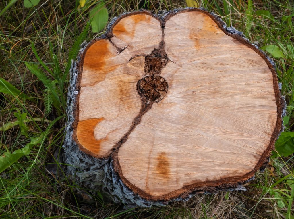 Types Of Wood Pear Trunk
