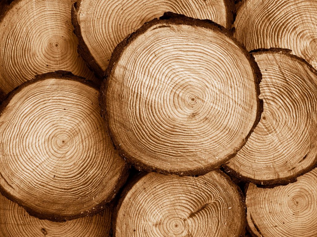 Types Of Wood Pine Slice