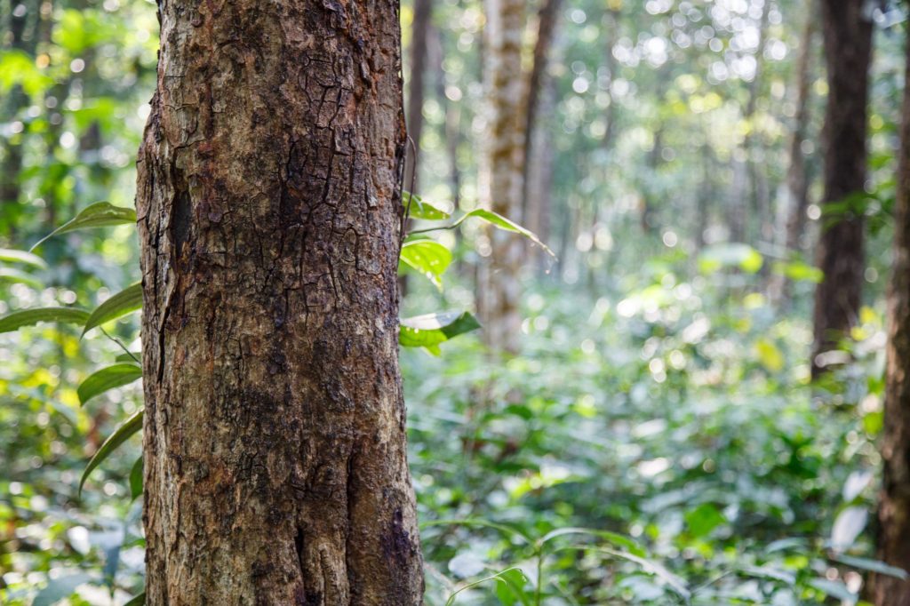 Types Of Wood Sandal Tree