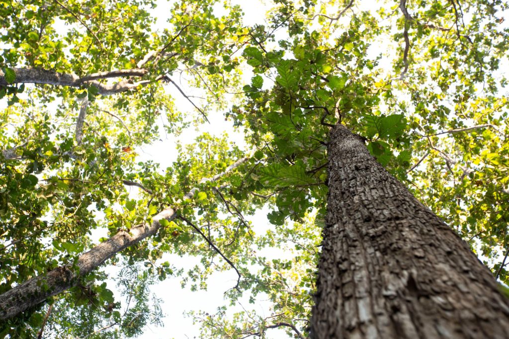 Types Of Wood Teak Tree