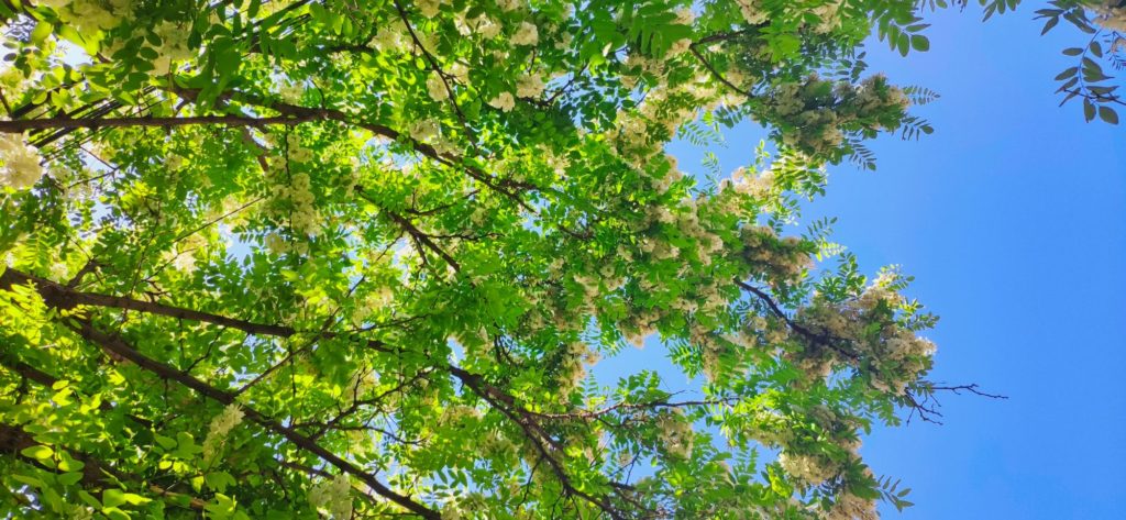 Types Of Wood White Acacia Tree