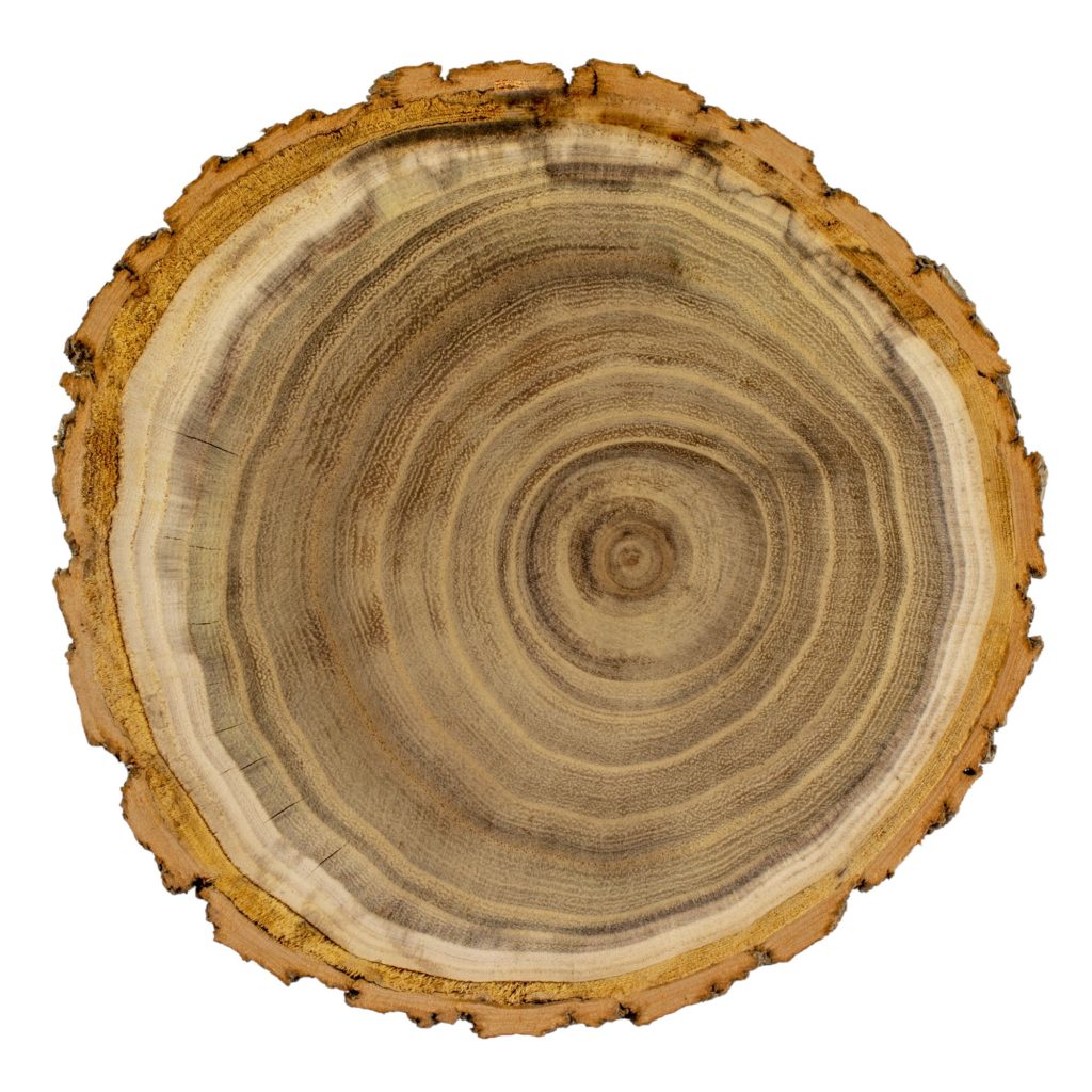 Types Of Wood White Acacia Trunk