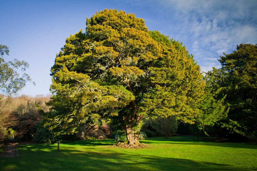 Types Of Wood Yew Tree