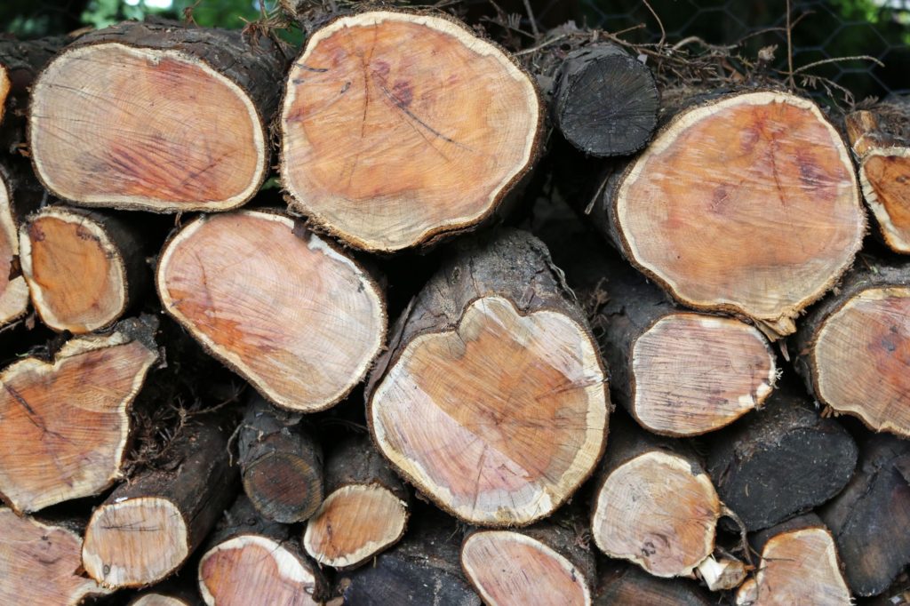 Types Of Wood Yew Tree Slice