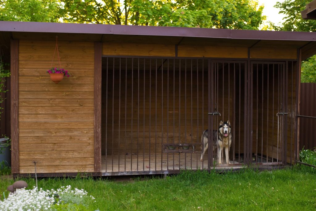 Wood Fence Aviary Dog