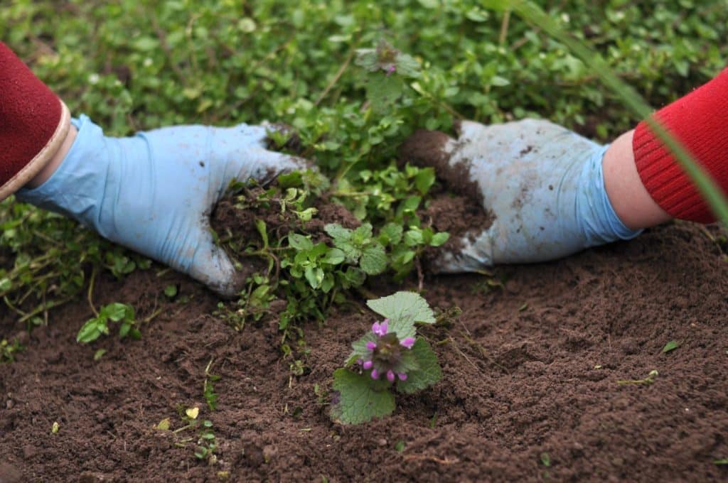 Wrong Plants Earth