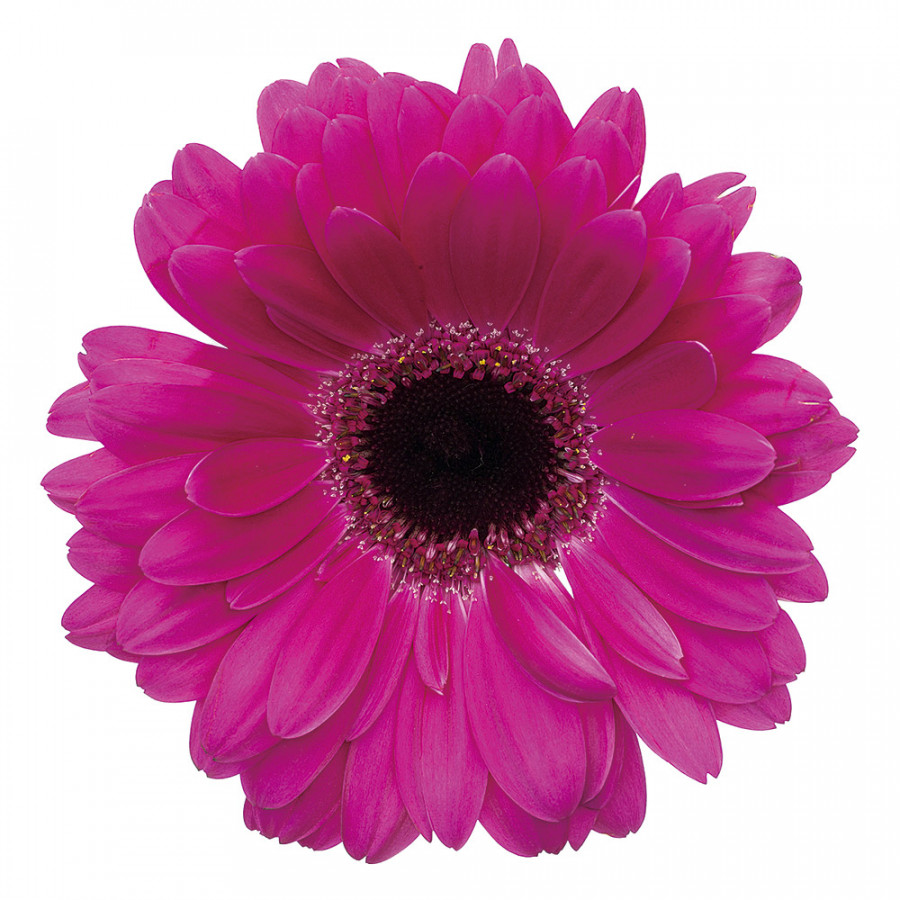 Bellini Acrylic Picture Gerbera Flower - Multi-Color, 40x40