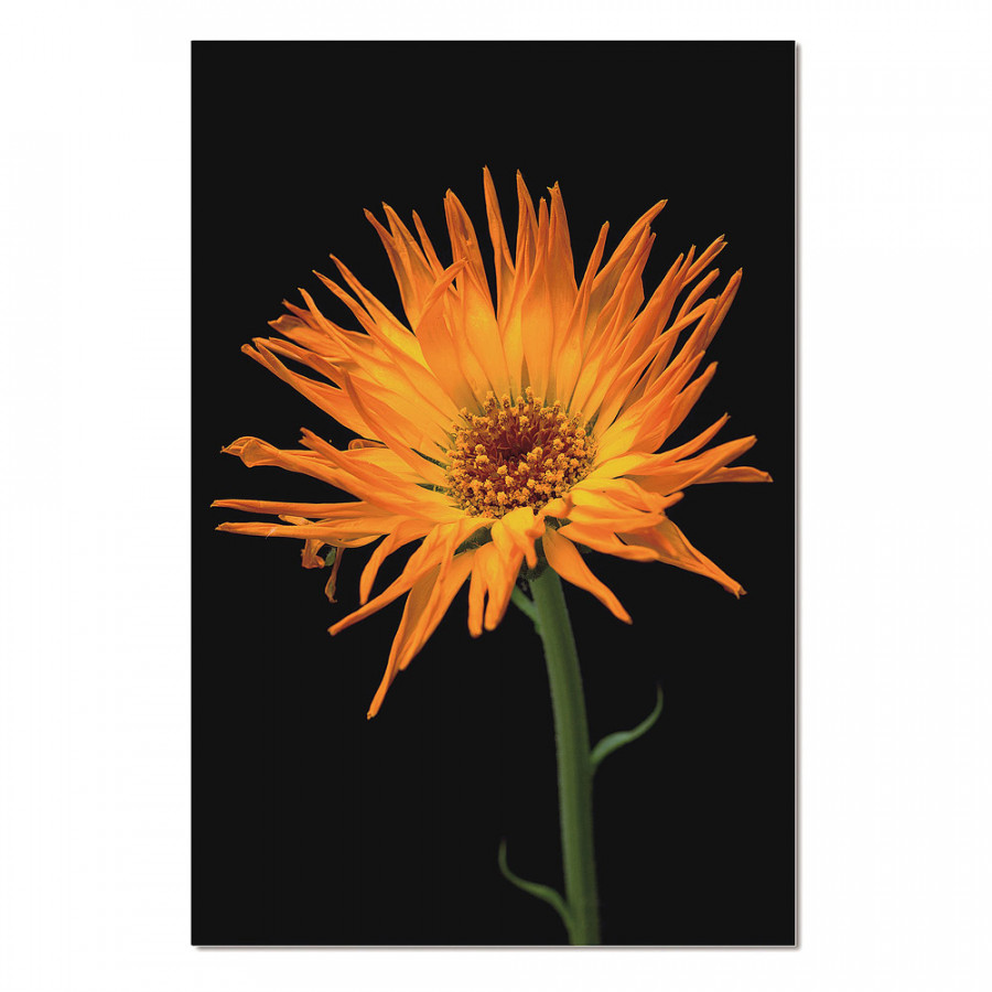 Bellini - Acrylic Picture of Yellow Orchid Flower Side View