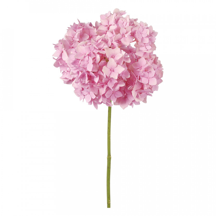 Bellini Acrylic Picture Pink Flower Hydrangea - Multi-Color, 36