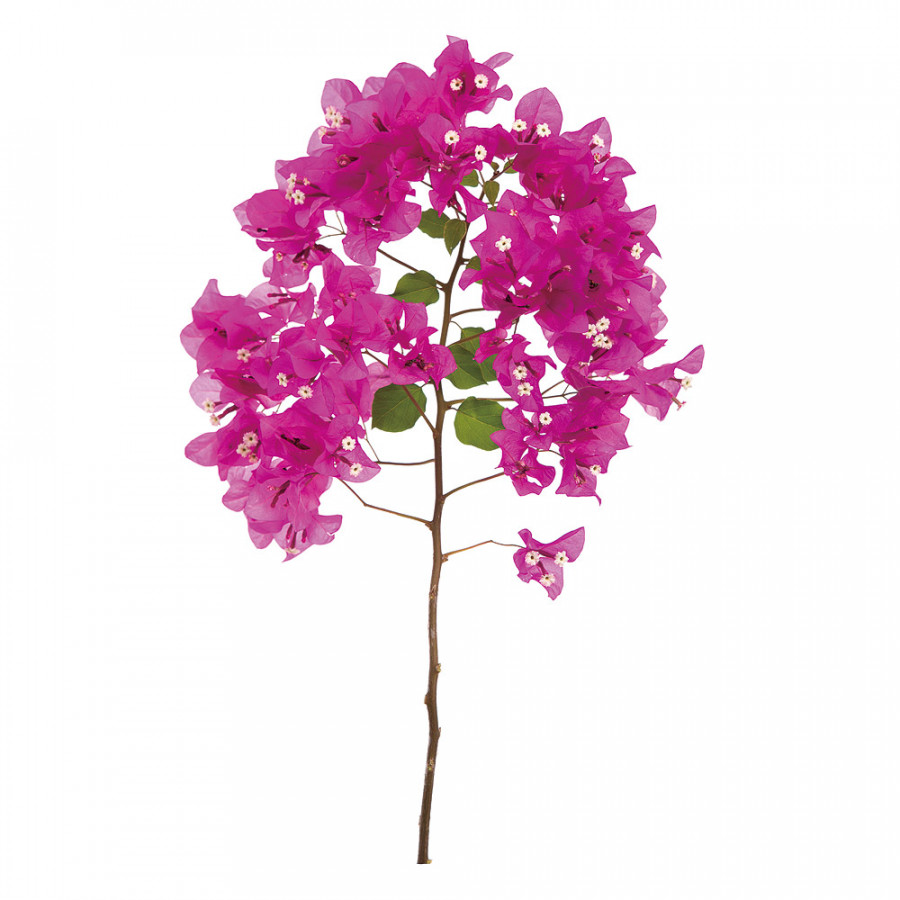 Bellini - Acrylic Picture of A Pink Blooming Bougainvillea