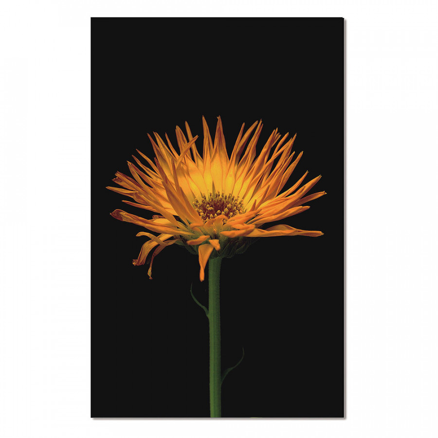Bellini Acrylic Picture of Yellow Orchid Flower Side View - Multi-Color, 48x30