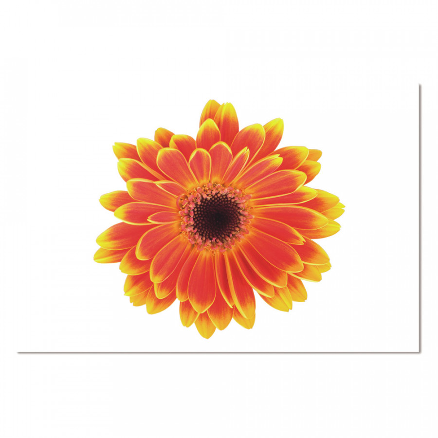 Bellini - Acrylic Picture of Gerber Flower