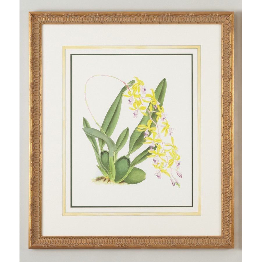 Chelsea House - Mesospinidium Vulcn in Gold Frame