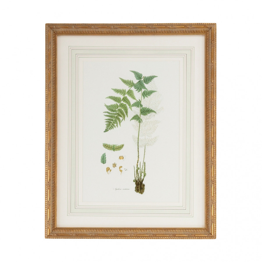 Chelsea House - Curtis Ferns I With French Mat in Gold Frame