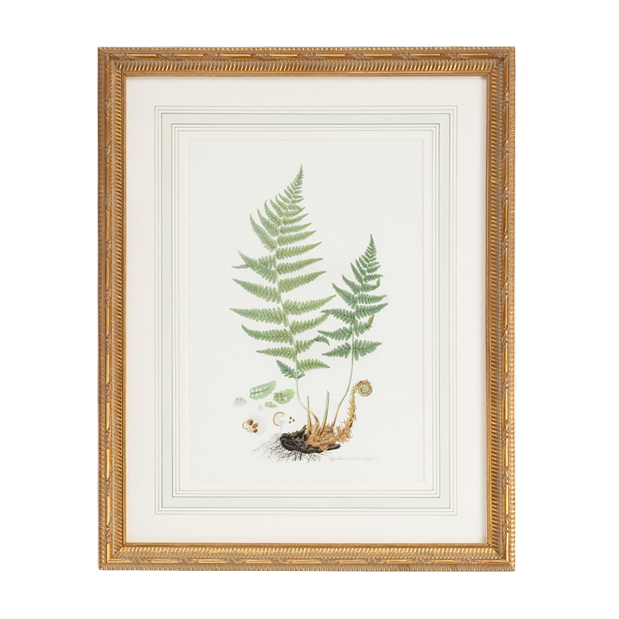 Chelsea House - Curtis Ferns II With French Mat in Gold Frame
