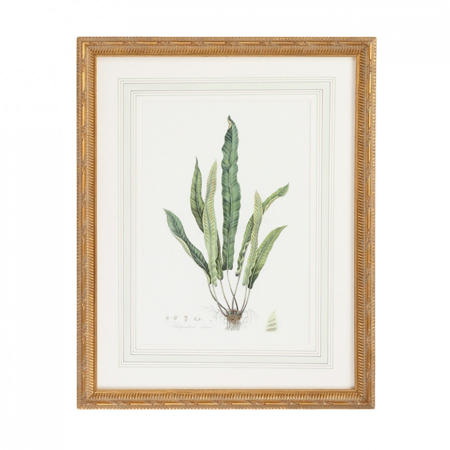 Chelsea House - Curtis Ferns IV With French Mat in Gold Frame