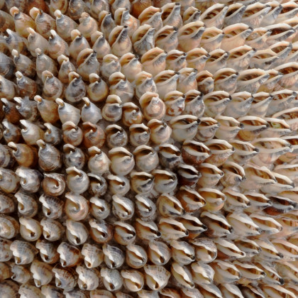 Chelsea House - Strombus Shell Urn in Natural