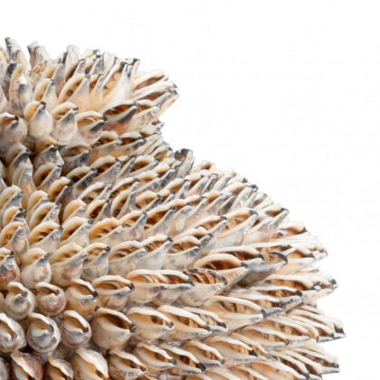 Chelsea House - Strombus Shell Vase in Natural