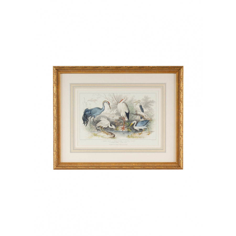 Chelsea House - Herons, Egrets & Cranes in Multi-Color