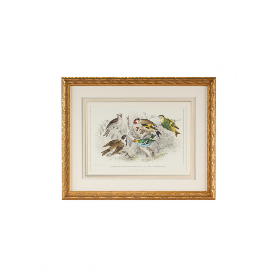 Chelsea House - Gold Finch, Bunting & Wrens