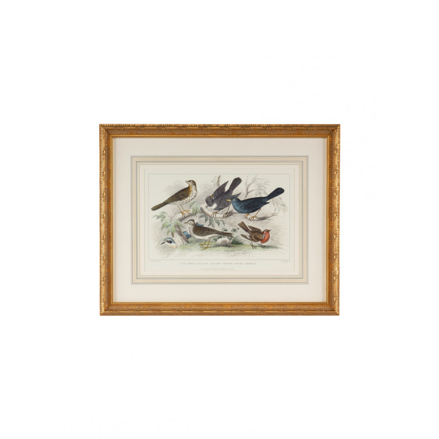 Chelsea House - Skylark Song Thrush & Breast in Multi-Color