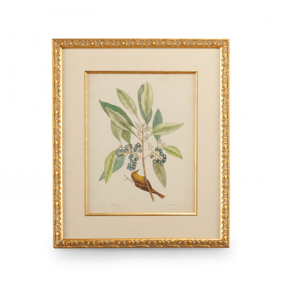 Chelsea House - Catesby Bird/Botanical V with Linen Mat in Gold Leaf Frame