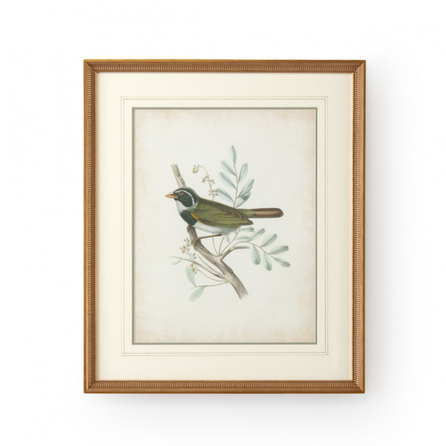 Chelsea House - Delicate Birds VI with French Lines in Gold Frame