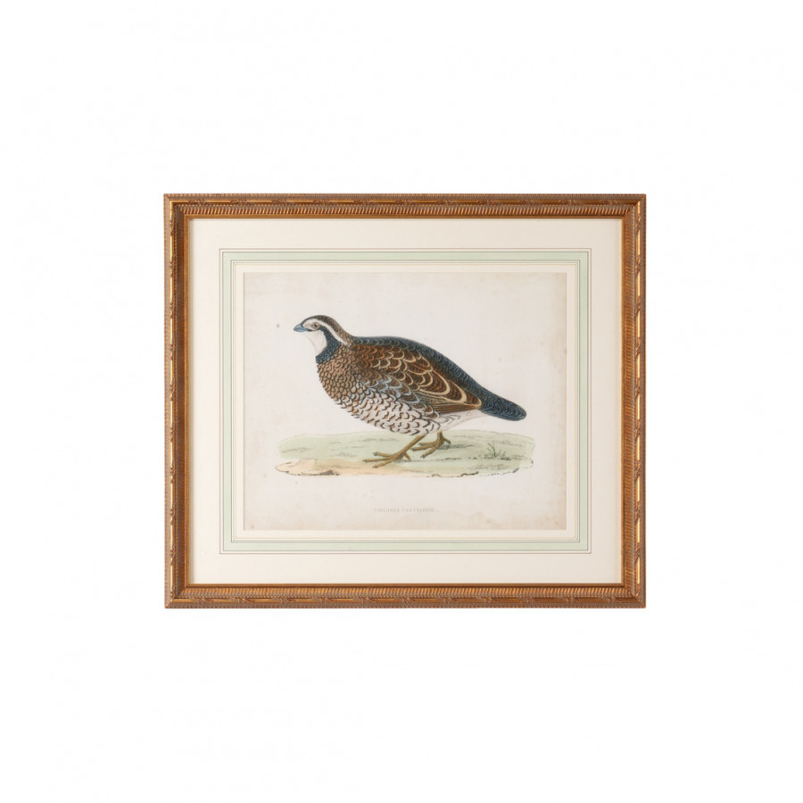 Chelsea House - Morris Sand Grouse with Single French Mat in Antiqued Gold Frame