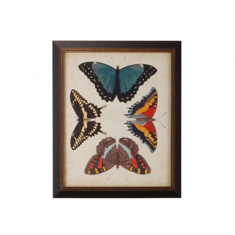 Chelsea House - Display Of Butterflies I in Gold Print, Black Textured Frame