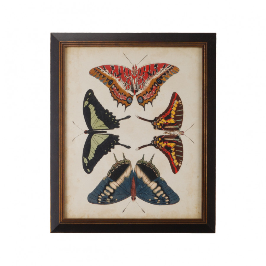 Chelsea House - Display Of Butterflies II in Gold Print, Black Textured Frame