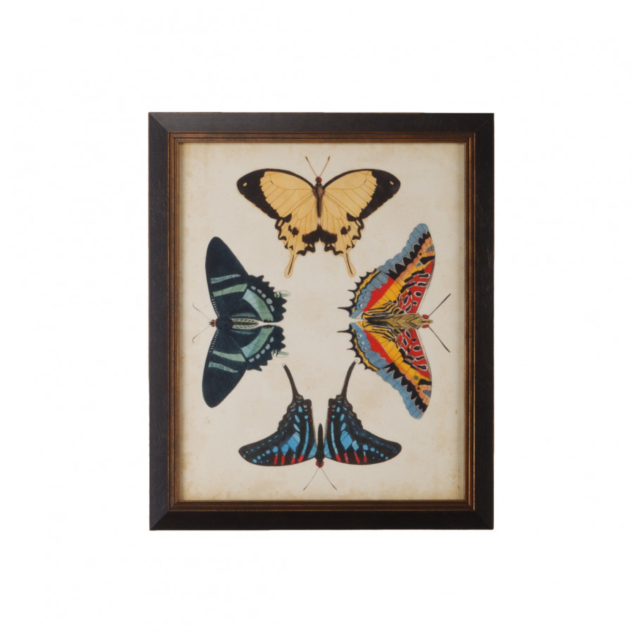 Chelsea House - Display Of Butterflies III in Gold Print, Black Textured Frame