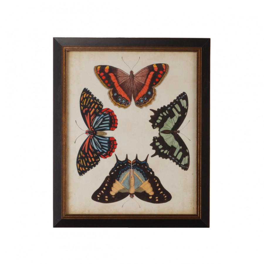 Chelsea House - Display Of Butterflies IV in Gold Print, Black Textured Frame