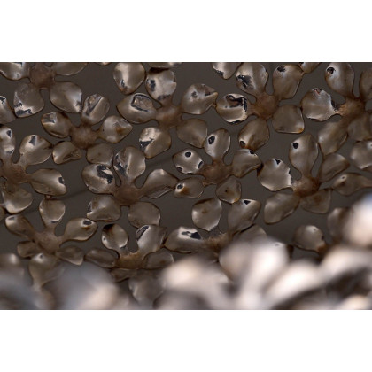 Driade - Kachnar I Vase in Silvered