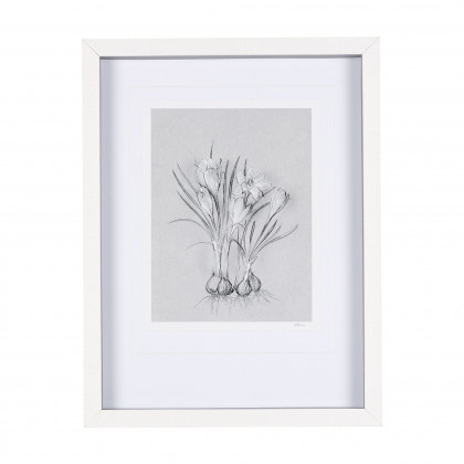 Mercana - Botanical Sketch