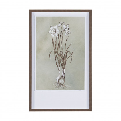 Mercana - Botanical Sketch